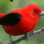 Tanager