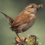 Wren