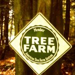 Tree farm0006