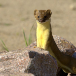 Weasel