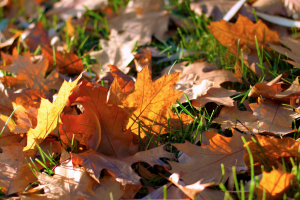 Fallen leaves