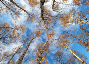 tree tops